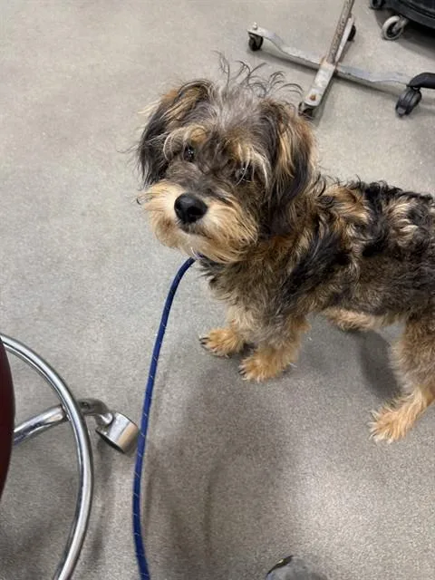 A young small-sized male Schnauzer dog named Benji for adoption in Upper Marlboro, MD
