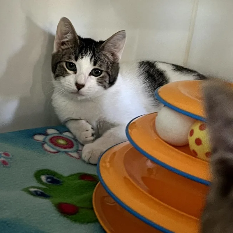 A baby small-sized male Brown / Chocolate American Shorthair cat named Sandy for adoption in Kyle, TX