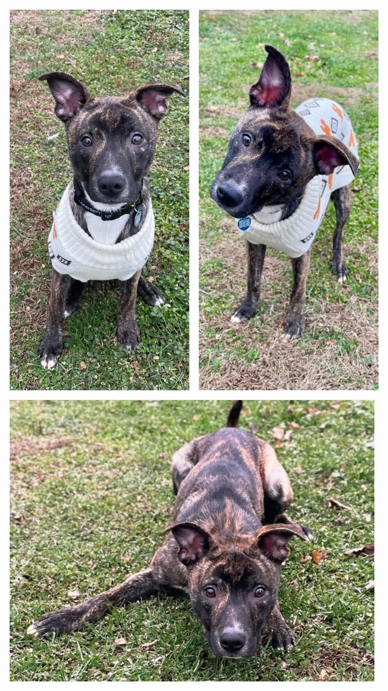 Thanksgiving : Yamtastic thumbnail 3