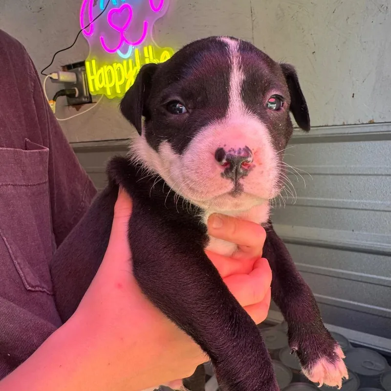 A baby medium-sized male Black Mixed Breed dog named Pongo for adoption in Duck River, TN