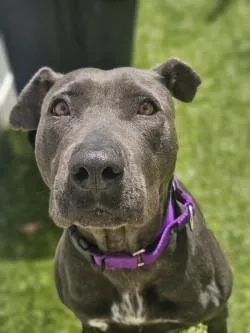 An adult large-sized female Mixed Breed dog named Cinderella for adoption in Savannah, GA
