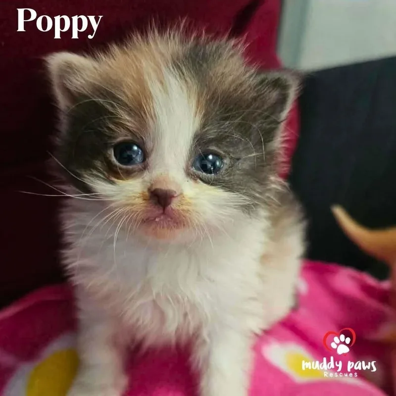 Tea Garden Litter: Poppy