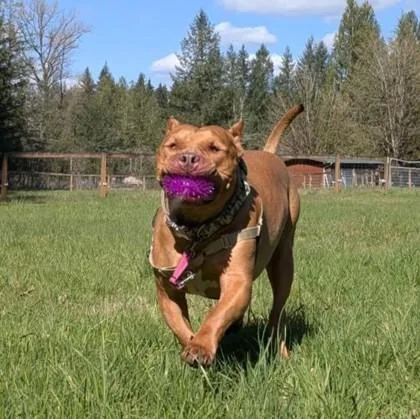 An adult extra large-sized male Pit Bull Terrier dog named Big Mack for adoption in Sultan, WA