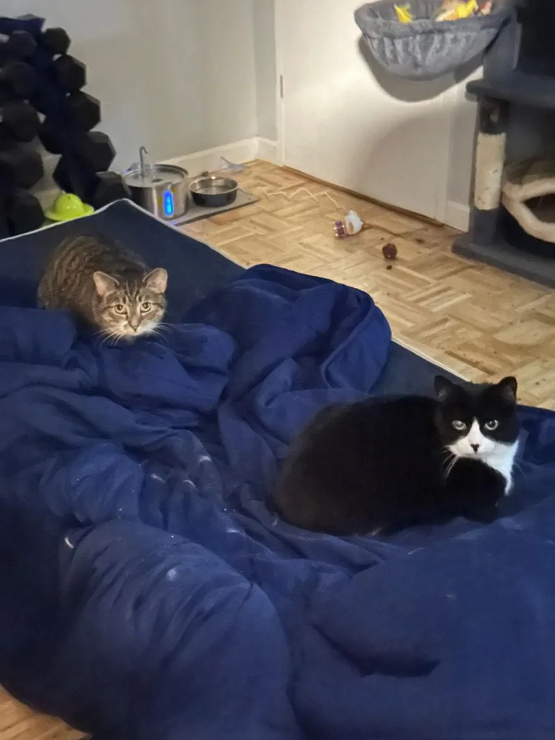 Magnolia And Pretzel