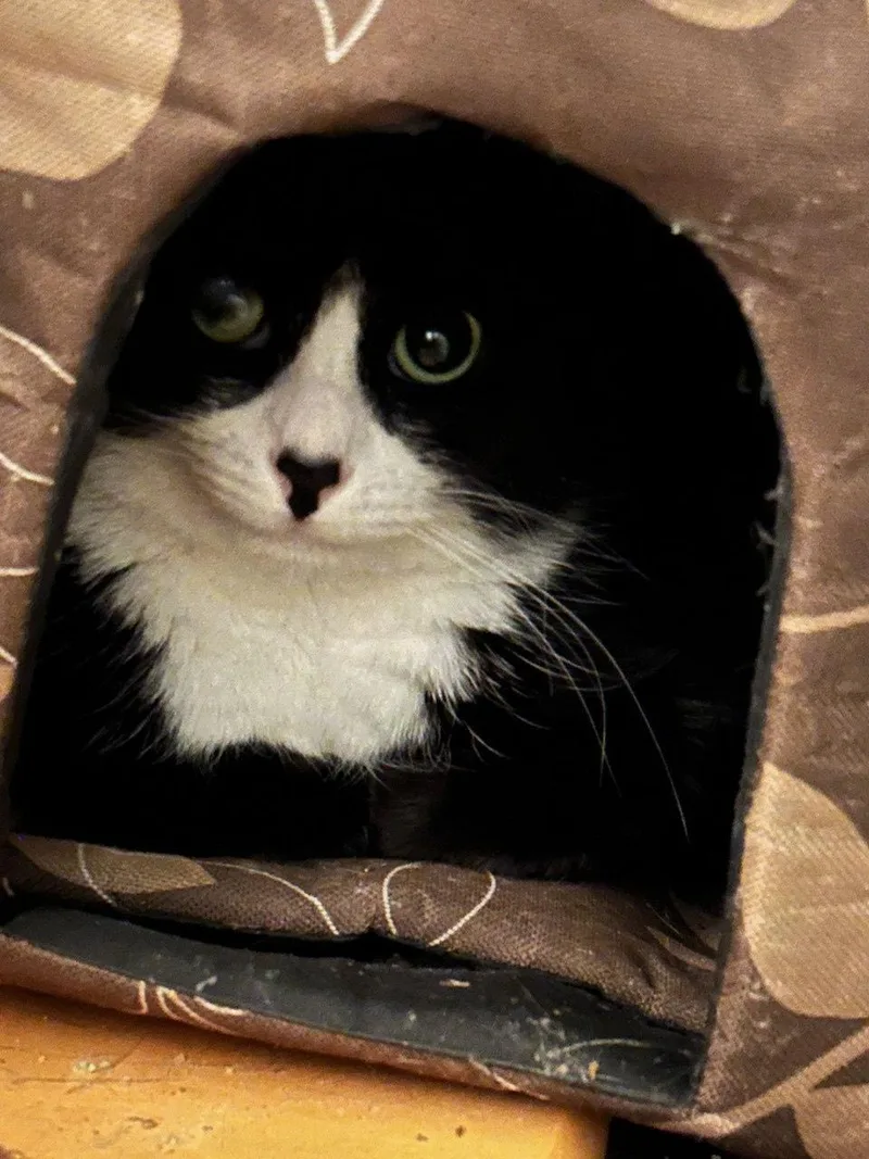 Magnolia And Pretzel thumbnail 3