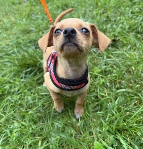 A baby small-sized female Chihuahua dog named Lulu for adoption in Verona, NJ