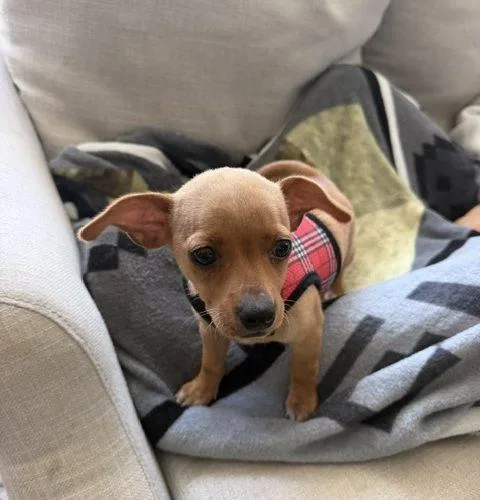 Lulu thumbnail 4