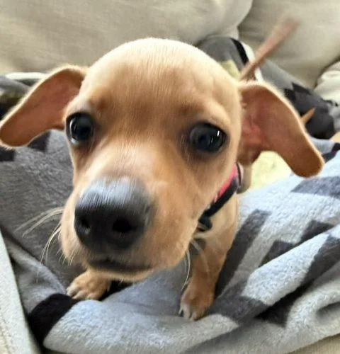 Lulu thumbnail 5