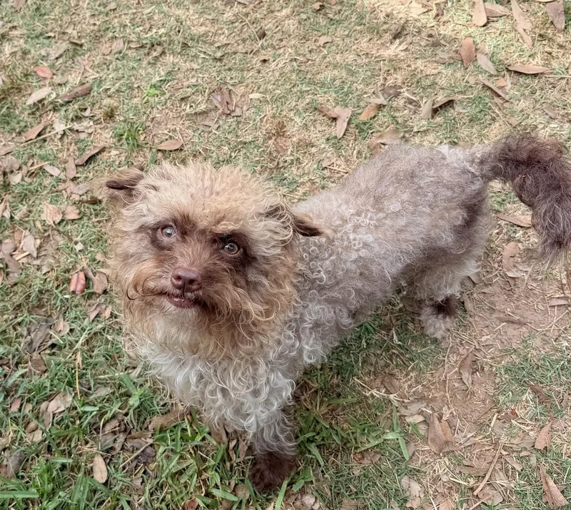 Lamb Chop thumbnail 2