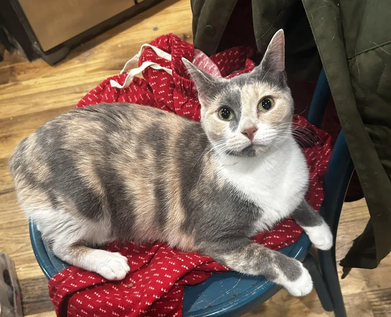 Dandelion thumbnail 2