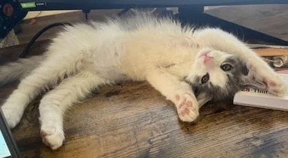 A young small-sized male Domestic Medium Hair cat named Arthur for adoption in Phoenix, AZ