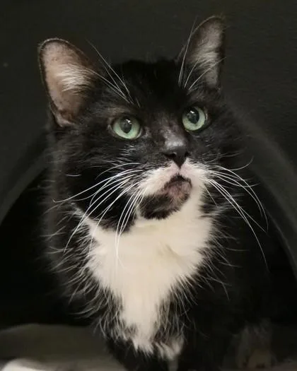 Martha May Whovier thumbnail 2