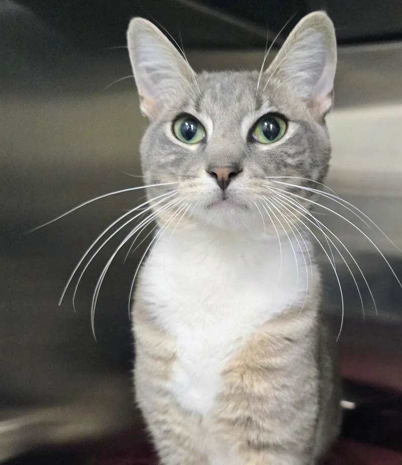 An adult large-sized male Tabby (Gray / Blue / Silver) Domestic Short Hair cat named Grogu for adoption in Amityville, NY
