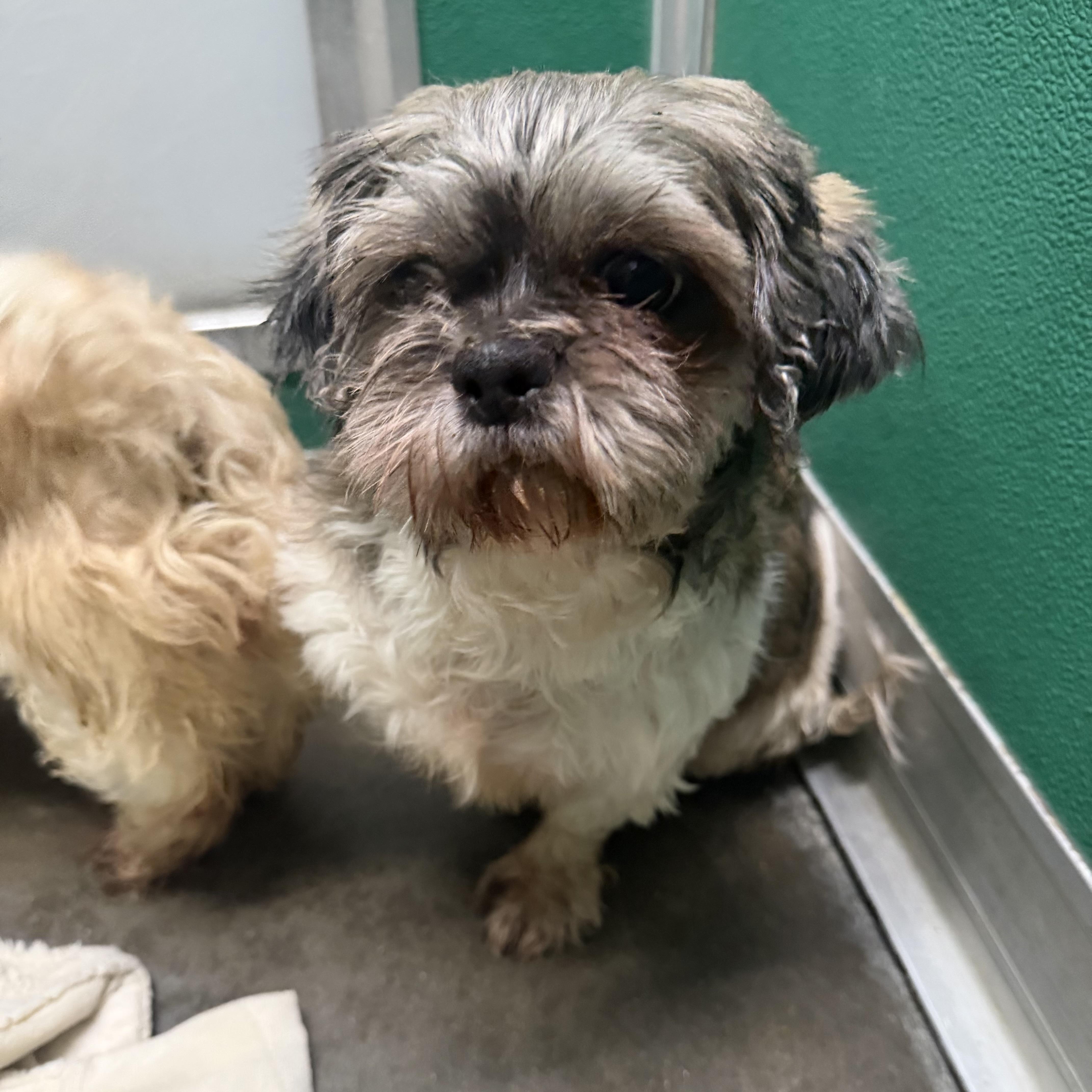 An adult small-sized female Brown / Chocolate Shih Tzu dog named Trixie for adoption in Trenton, MO