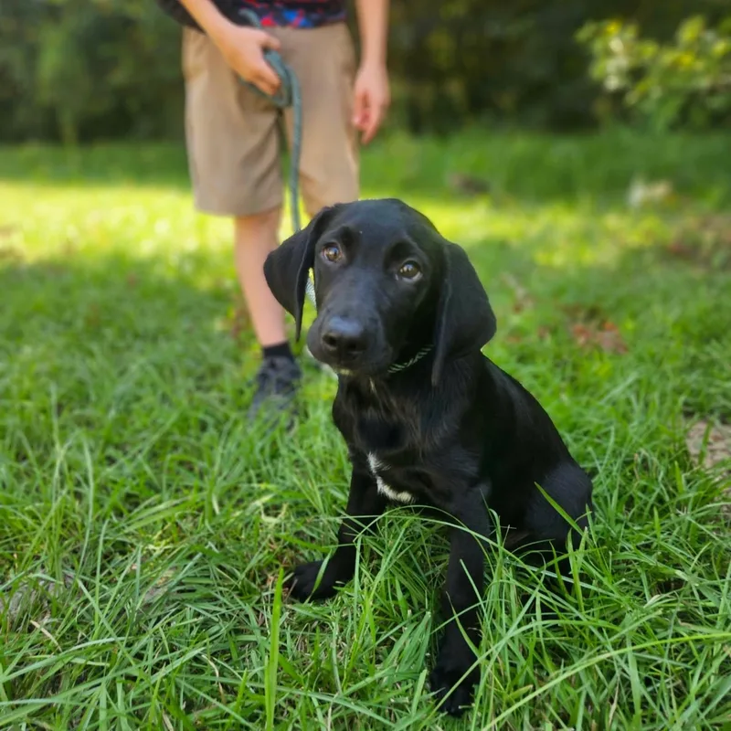 A baby medium-sized male Black Labrador Retriever dog named Titan for adoption in Bethpage, NY