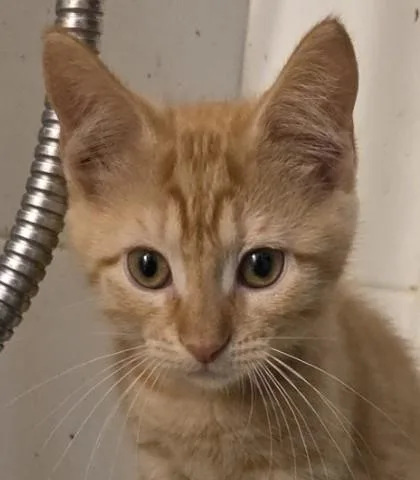 A baby small-sized male Domestic Short Hair cat named Keegan for adoption in Verona, WI