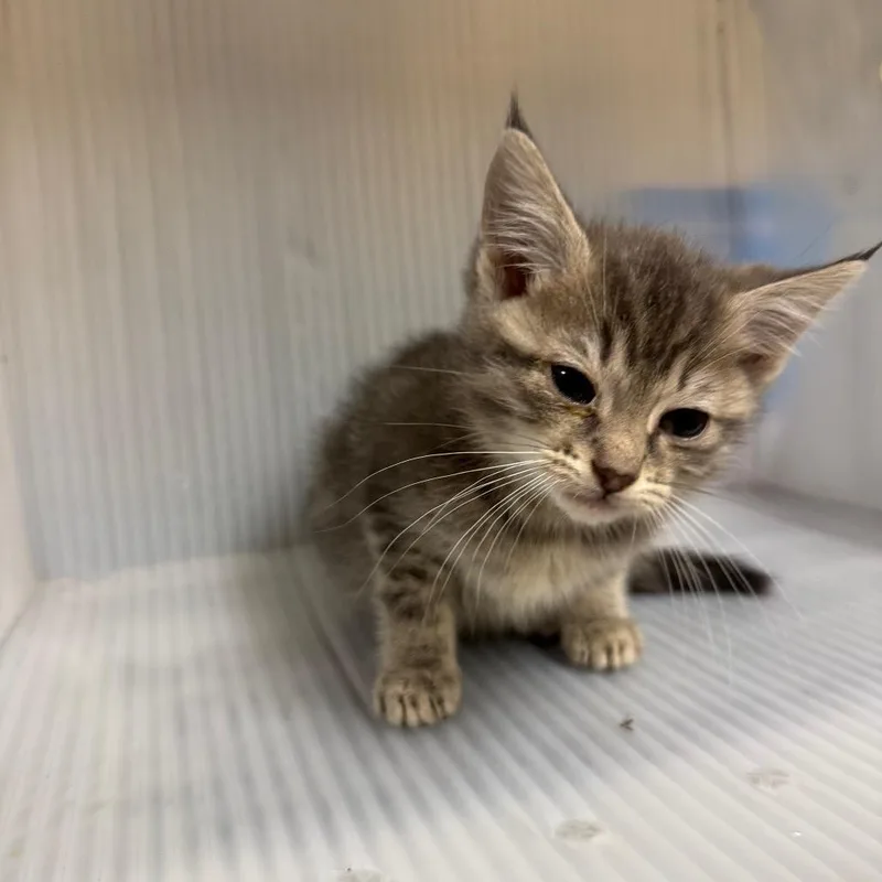 A baby small-sized female Gray / Blue / Silver Domestic Medium Hair cat named Saucy for adoption in Pauls Valley, OK