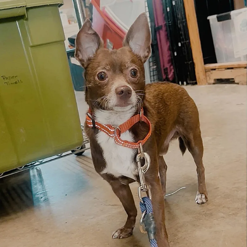 A senior small-sized male Brown / Chocolate Chihuahua dog named Cecil for adoption in Marysville, OH