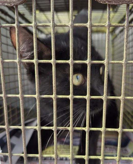 A young medium-sized male Domestic Short Hair cat named Echo for adoption in San Antonio, TX