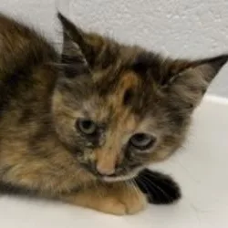 A baby small-sized female Tortoiseshell Domestic Short Hair cat named Nutmeg for adoption in Stafford, VA