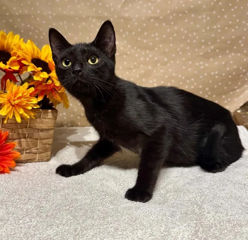 A baby small-sized male Black Domestic Short Hair cat named Bruh for adoption in Groveland, MA
