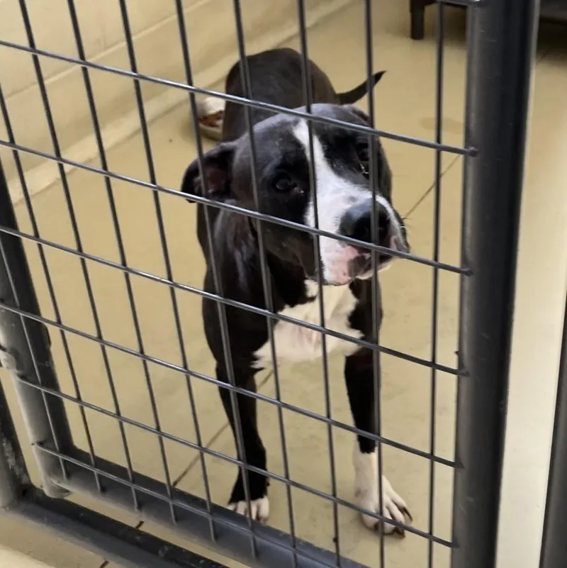 An adult medium-sized female Black Pit Bull Terrier dog named Miss Agatha for adoption in Clarksville, VA