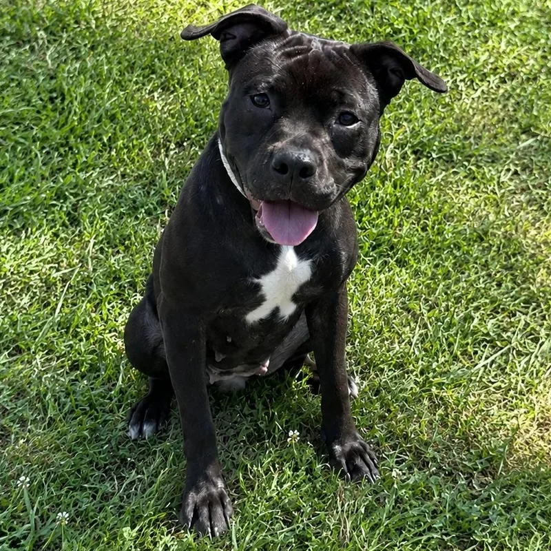 An adult medium-sized female Black Pit Bull Terrier dog named Wednesday for adoption in Jersey city, NJ
