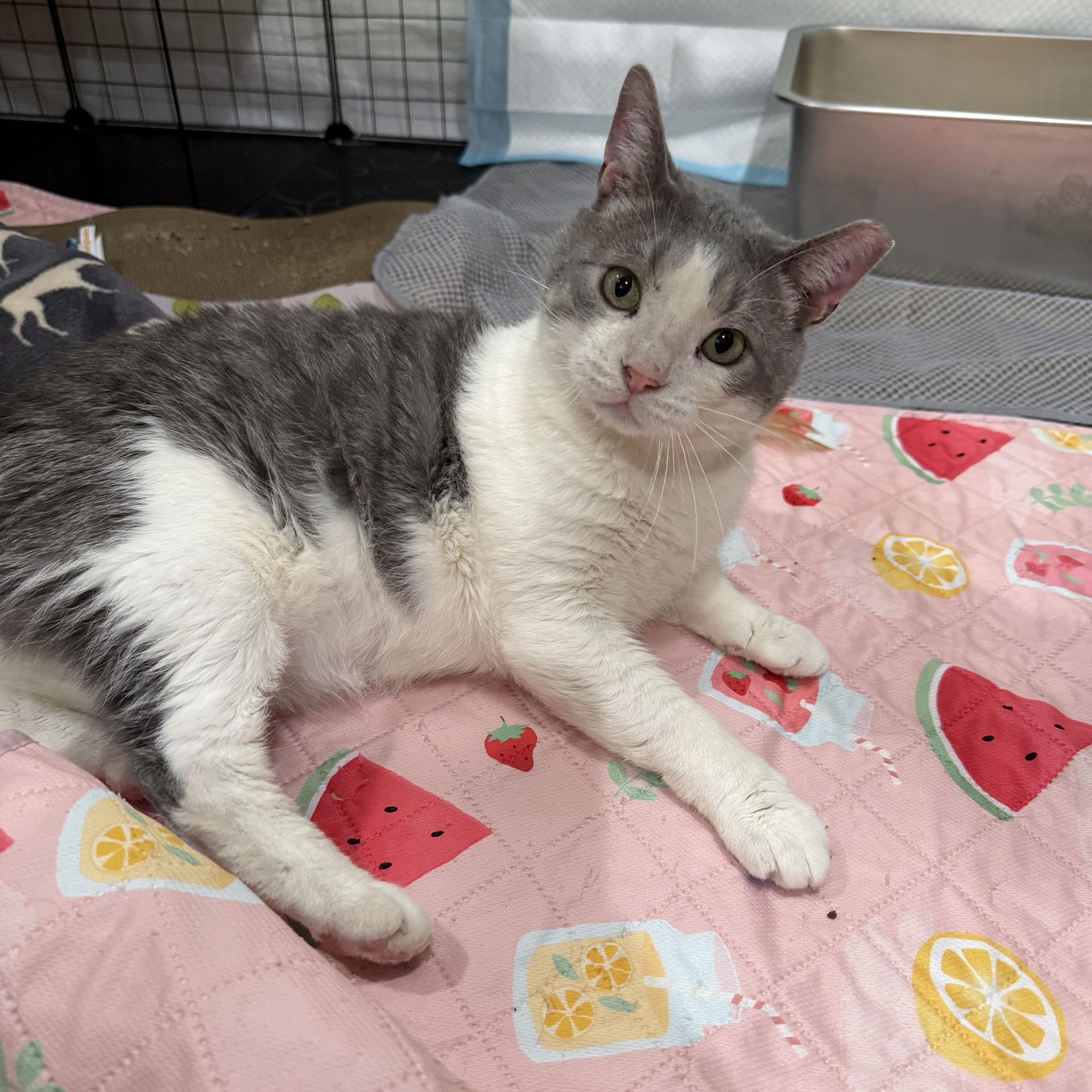 An adult large-sized male Gray & White Domestic Short Hair cat named Wallee for adoption in Reeseville, WI