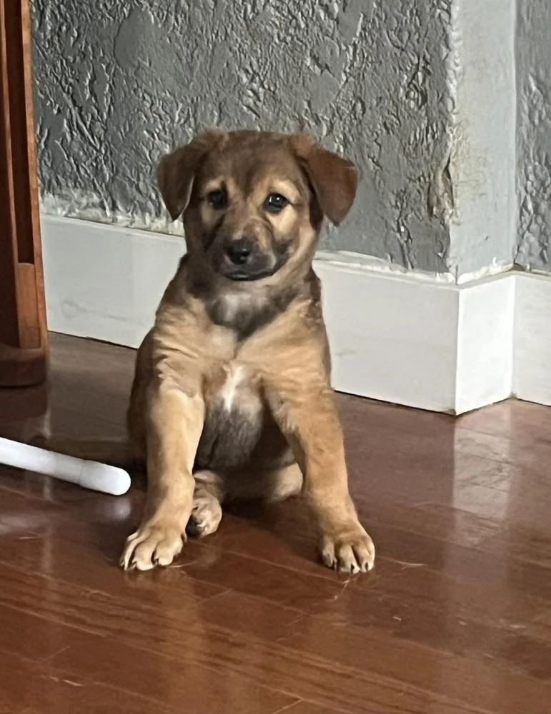 A baby medium-sized female Tricolor (Brown, Black, & White) Retriever dog named Ginger for adoption in Peoria, IL