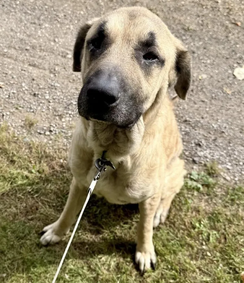 An adult extra large-sized male Anatolian Shepherd dog named Thor for adoption in China Township, MI