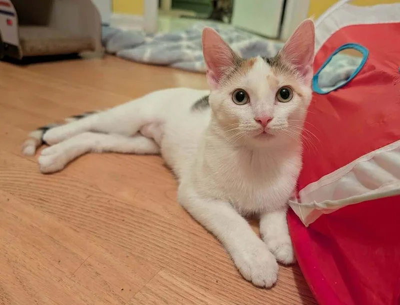 A baby small-sized female Black & White / Tuxedo Domestic Short Hair cat named Howdi for adoption in Chicago, IL