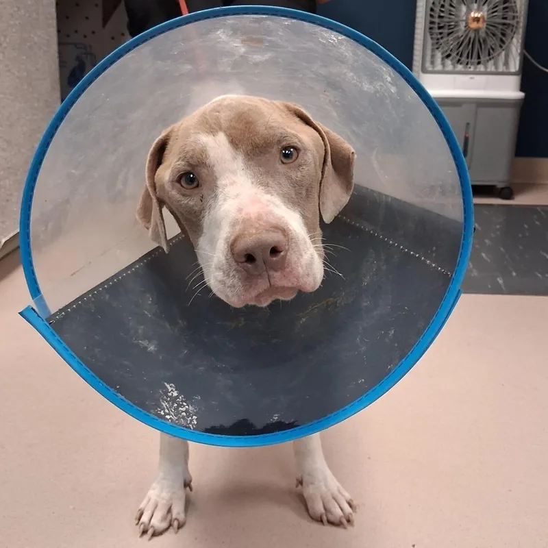 An adult medium-sized male White / Cream Mixed Breed dog named Corn Dawg for adoption in Newark, NJ