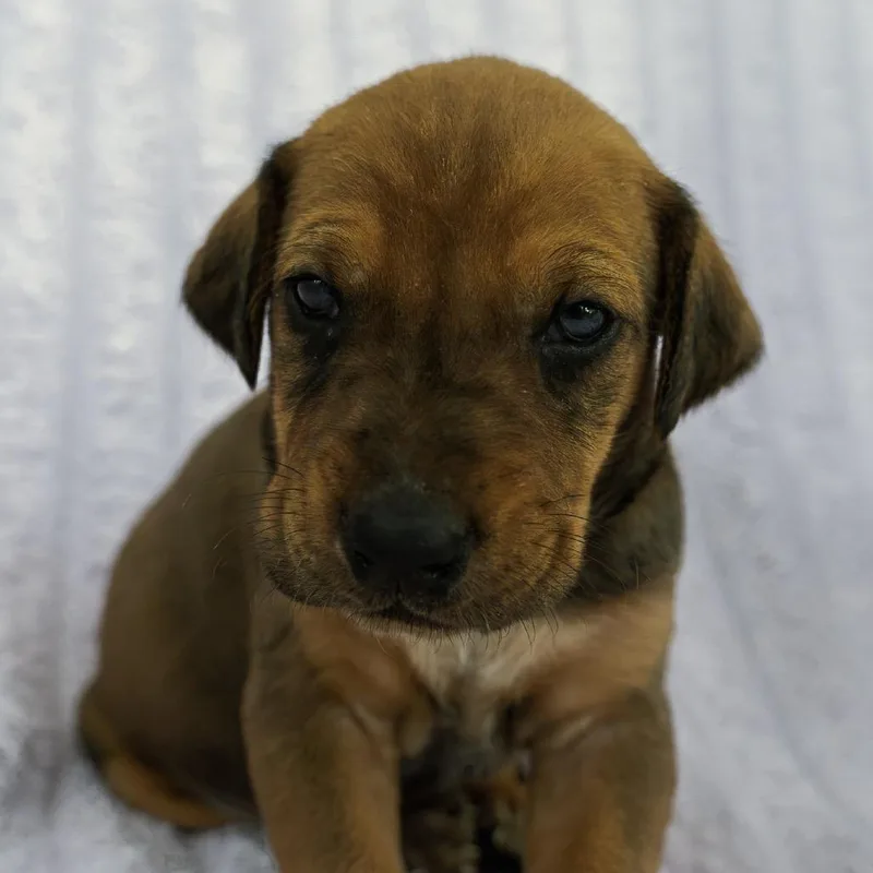 A baby medium-sized female Brown / Chocolate Australian Cattle Dog / Blue Heeler dog named Daisy for adoption in Chapel Hill, NC