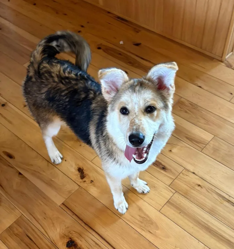 A baby medium-sized female Tricolor (Brown, Black, & White) Australian Shepherd dog named Mindy for adoption in Scottsburg, IN