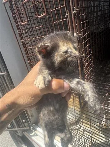 A baby small-sized female Domestic Short Hair cat named Indie for adoption in Houston, TX