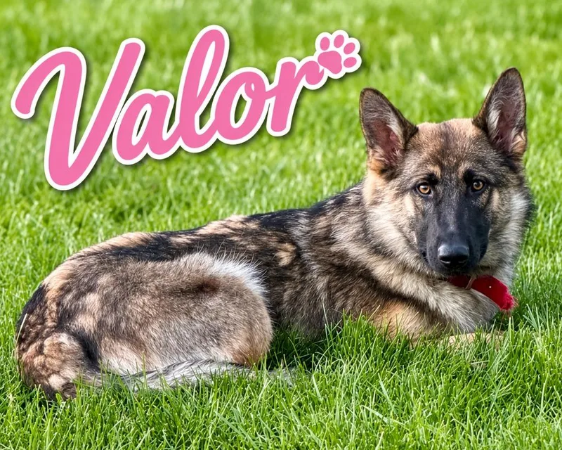 Valor