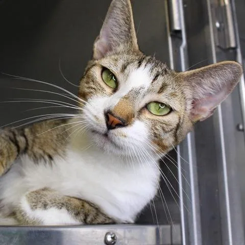An adult small-sized female Brown / Chocolate Domestic Short Hair cat named Ziv for adoption in Hopkinton, MA