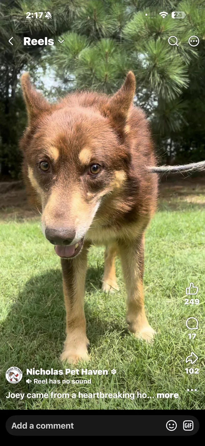 An adult large-sized male Shepherd dog named Joey for adoption in Tyler, TX