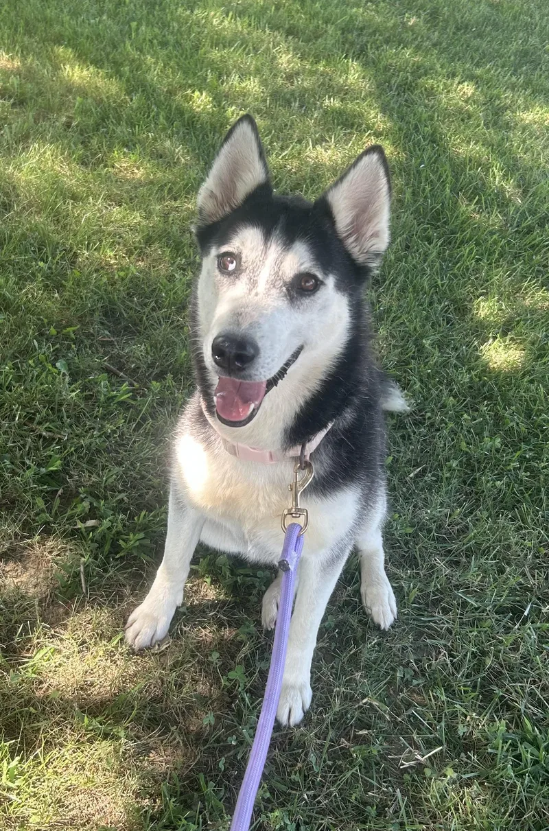 A young medium-sized female Black Husky dog named Shenzi for adoption in Siloam Springs, AR