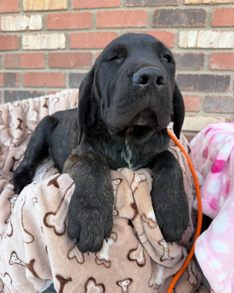 A young medium-sized male Cane Corso dog named Bruce Bogtrotter for adoption in Glendale, AZ