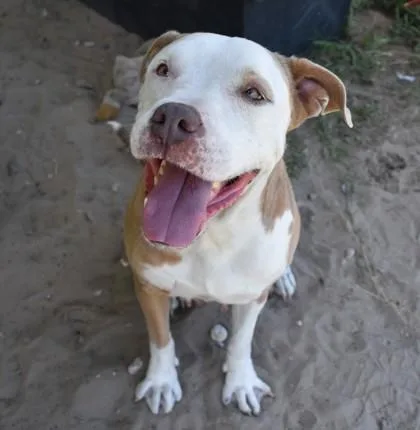 An adult large-sized female Pit Bull Terrier dog named Dottie for adoption in Inverness, FL
