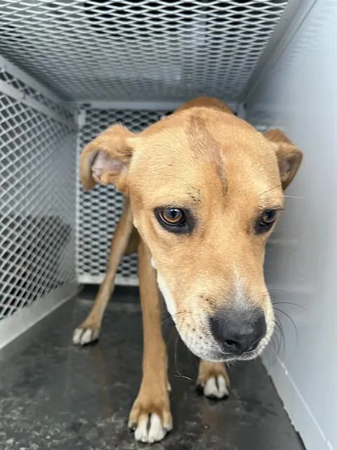 A young medium-sized male Beagle dog named Kit for adoption in Bakersfield, CA