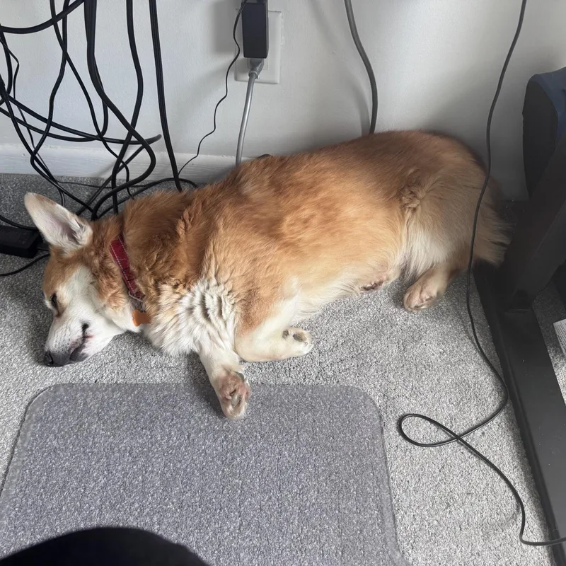 An adult medium-sized male Yellow / Tan / Blond / Fawn Corgi dog named Darby for adoption in Normal, IL