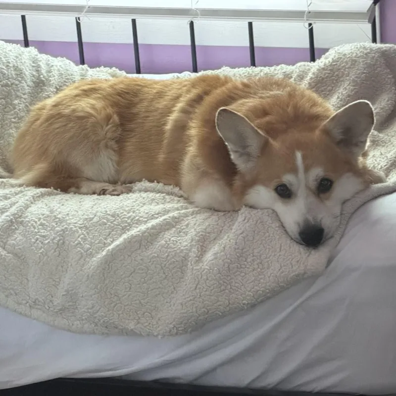 Darby thumbnail 3