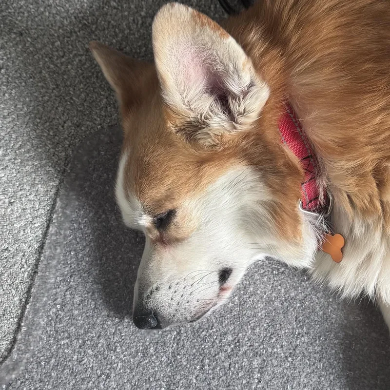 Darby thumbnail 5