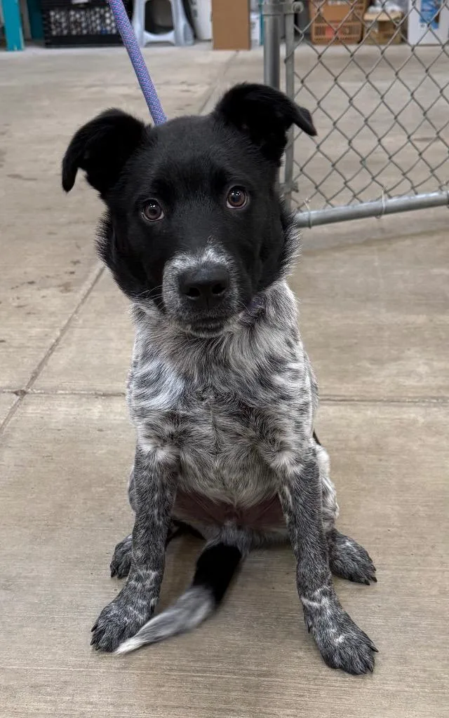 A baby medium-sized male Australian Cattle Dog / Blue Heeler dog named Duke for adoption in Gillette, WY