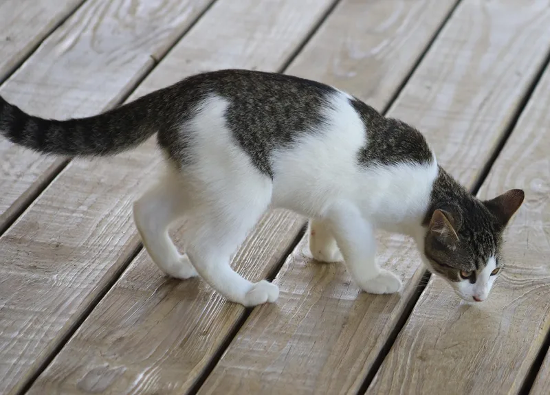 A baby medium-sized male Domestic Short Hair cat named Young for adoption in North Fort Myers, FL