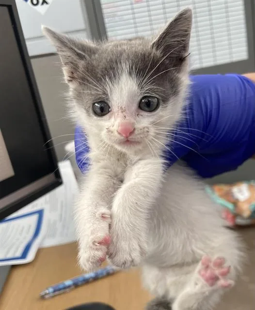 A baby medium-sized male Domestic Short Hair cat named Gale for adoption in Dallas, TX