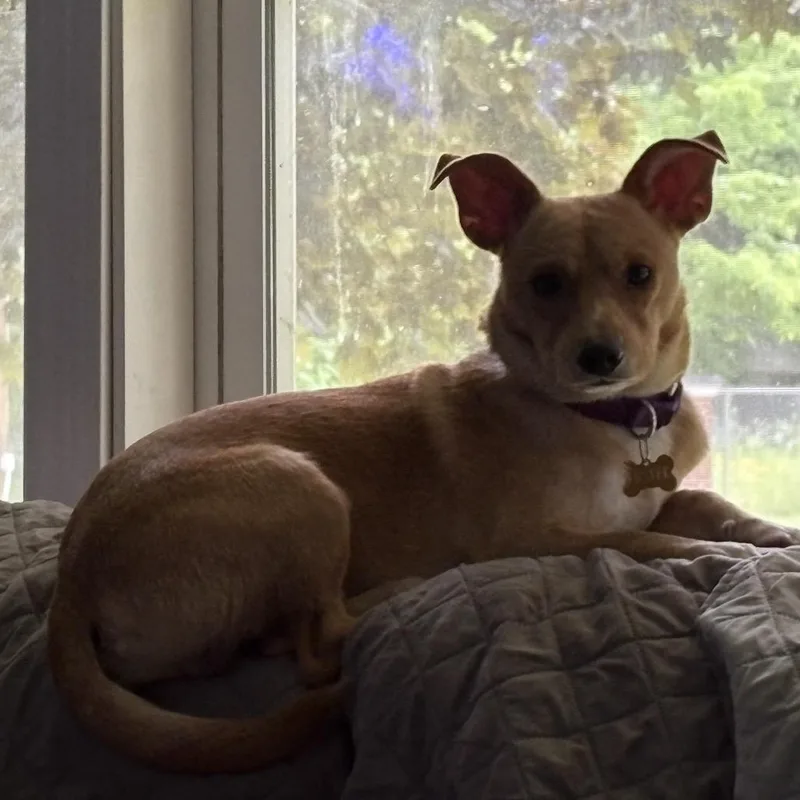 An adult small-sized male Yellow / Tan / Blond / Fawn Jack Russell Terrier dog named Morgan for adoption in Bristol, IN