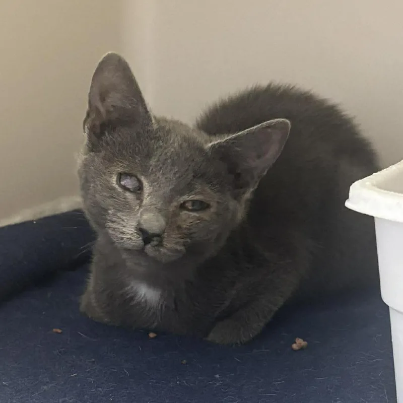 A baby small-sized female Gray / Blue / Silver Domestic Short Hair cat named Eleanora for adoption in Rocky Mount, VA